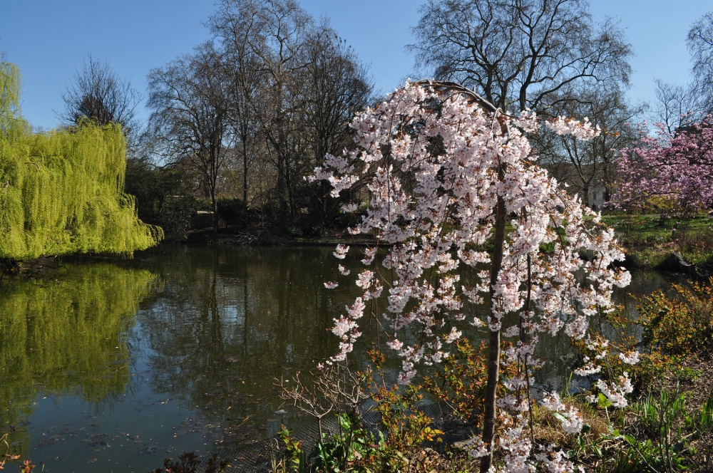 Cherry blossom in St James's Park by Sue Lowry
